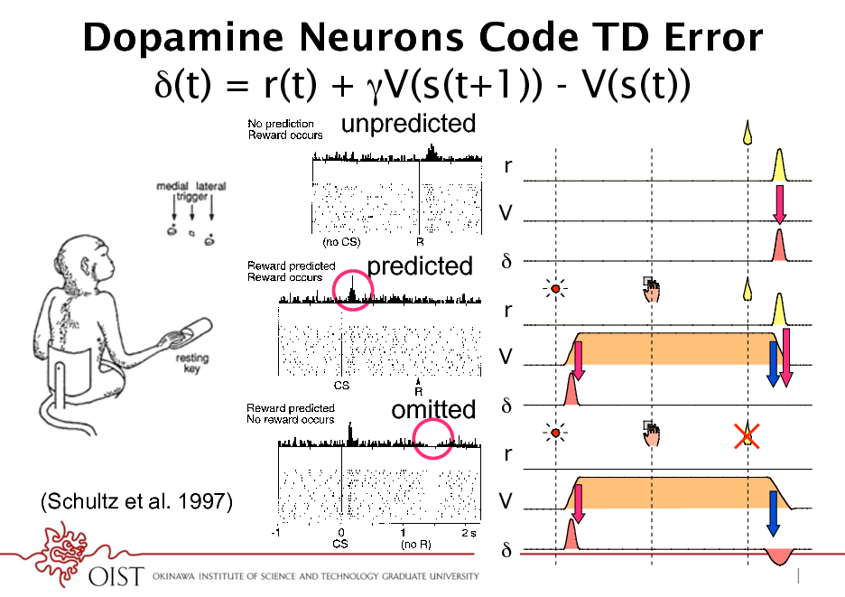 Slide: Dopamine Neurons Code TD Error (t) = r(t) + V(s(t+1)) - V(s(t))
4 W. SCHULTZ

unpredicted

rr

V V

predicted

*

rr

V V

fails to occur, even in the absence of an immediately preceding stimulus (Fig. 2, bottom). This is observed when animals fail to obtain reward because of erroneous behavior, when liquid ow is stopped by the experimenter despite correct behavior, or when a valve opens audibly without delivering liquid (Hollerman and Schultz 1996; Ljungberg et al. 1991; Schultz et al. 1993). When reward delivery is delayed for 0.5 or 1.0 s, a depression of neuronal activity occurs at the regular time of the reward, and an activation follows the reward at the new time (Hollerman and Schultz 1996). Both responses occur only during a few repetitions until the new time of reward delivery becomes predicted again. By contrast, delivering reward earlier than habitual results in an activation at the new time of reward but fails to induce a depression at the habitual time. This suggests that unusually early reward delivery cancels the reward prediction for the habitual time. Thus dopamine neurons monitor both the occurrence and the time of reward. In the absence of stimuli immediately preceding the omitted reward, the depressions do not constitute a simple neuronal response but reect an expectation process based on an internal clock tracking the precise time of predicted reward. Activation by conditioned, reward-predicting stimuli About 5570% of dopamine neurons are activated by conditioned visual and auditory stimuli in the various classically or instrumentally conditioned tasks described earlier (Fig. 2, middle and bottom) (Hollerman and Schultz 1996; Ljungberg et al. 1991, 1992; Mirenowicz and Schultz 1994; Schultz 1986; Schultz and Romo 1990; P. Waelti, J. Mirenowicz, and W. Schultz, unpublished data). The rst dopamine responses to conditioned light were reported by Miller et al. (1981) in rats treated with haloperidol, which increased the incidence and spontaneous activity of dopamine neurons but resulted in more sustained responses than in undrugged animals. Although responses occur close to behavioral reactions (Nishino et al. 1987), they are unrelated to arm and eye movements themselves, as they occur also ipsilateral to the moving arm and in trials without arm or eye movements (Schultz and Romo 1990). Conditioned stimuli are some-

omitted *

rr (Schultz et al. 1997)
FIG .

V V

2. Dopamine neurons report rewards according to an error in reward prediction. Top: drop of liquid occurs although no reward is predicted at this time. Occurrence of reward thus constitutes a positive error in the prediction of reward. Dopamine neuron is activated by the unpredicted

*

