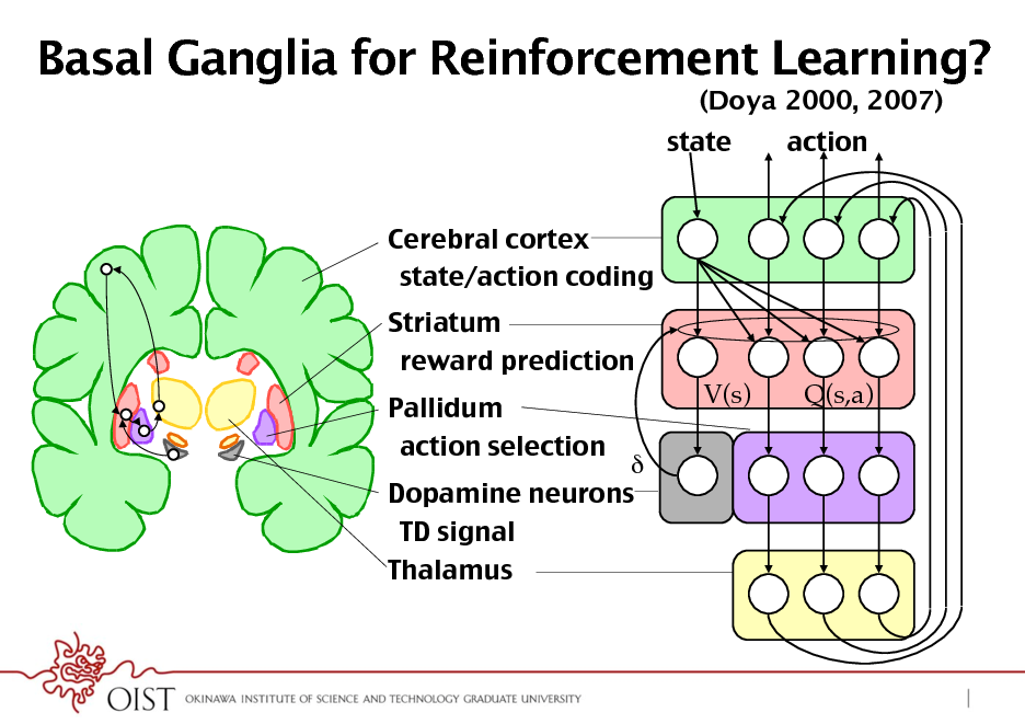 Slide: Basal Ganglia for Reinforcement Learning?
(Doya 2000, 2007) state Cerebral cortex! state/action coding! Striatum! reward prediction! Pallidum! action selection! V(s) Q(s,a) action

 Dopamine neurons! TD signal! Thalamus!

