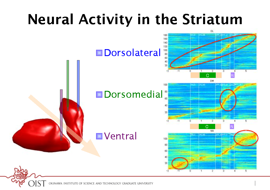 Slide: Neural Activity in the Striatum
! Dorsolateral
C!
R!

! Dorsomedial

C!

R!

! Ventral

