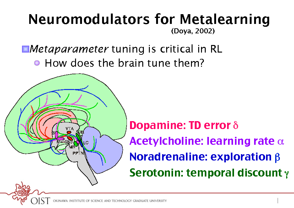 Slide: Neuromodulators for Metalearning
(Doya, 2002)

! Metaparameter tuning is critical in RL !  How does the brain tune them?

Dopamine: TD error ! Acetylcholine: learning rate ! Noradrenaline: exploration  Serotonin: temporal discount !

