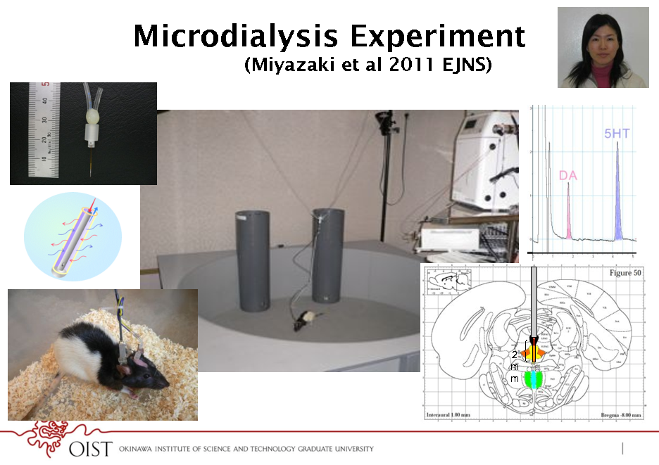 Slide: Microdialysis Experiment
(Miyazaki et al 2011 EJNS)

2 m m

