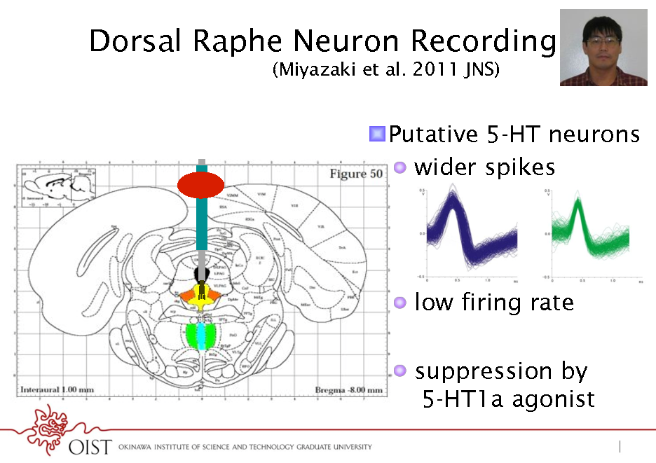 Slide: Dorsal Raphe Neuron Recording (Miyazaki et al. 2011 JNS)
! Putative 5-HT neurons !  wider spikes

!  low firing rate !  suppression by 5-HT1a agonist

