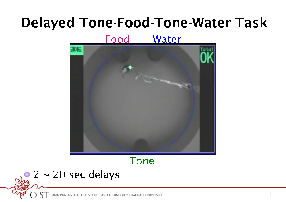 Slide: Delayed Tone-Food-Tone-Water Task
Food Water

Tone !  2 ~ 20 sec delays

