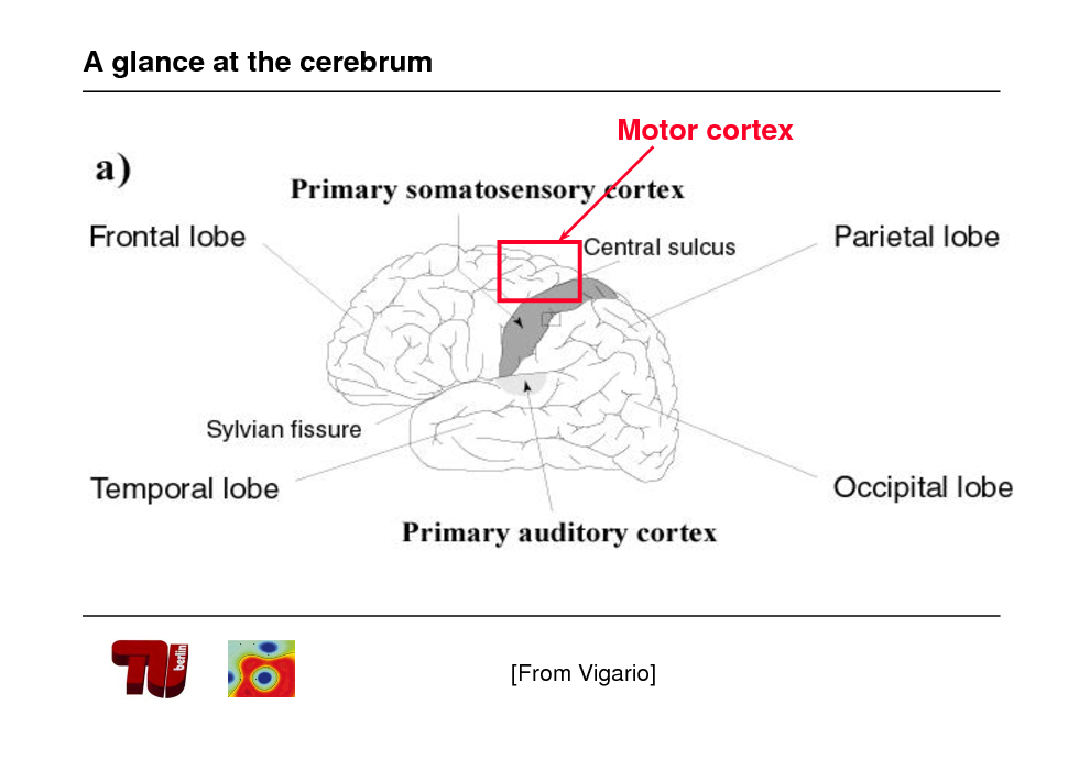 Slide: A glance at the cerebrum Motor cortex

[From Vigario]

