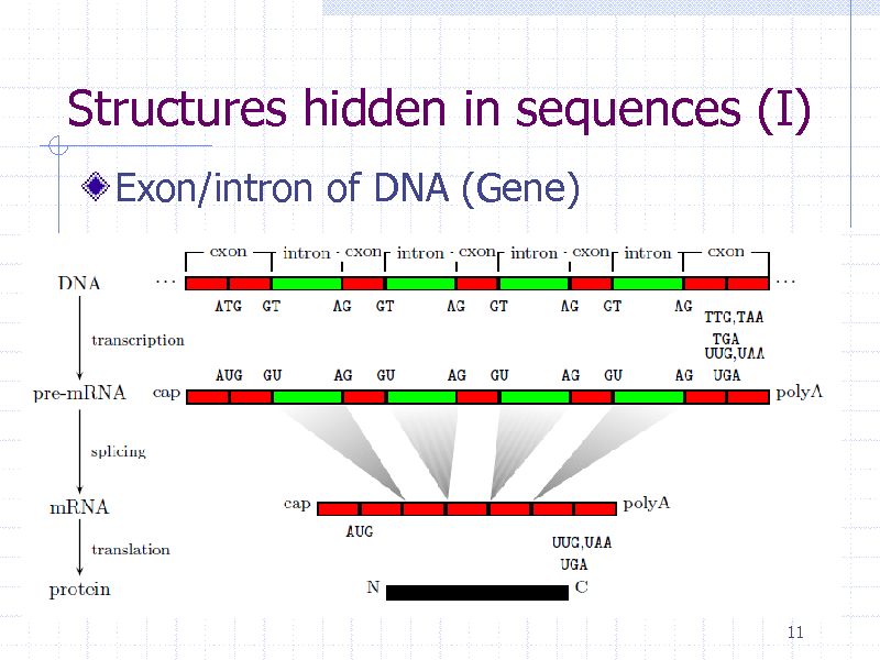 Slide: Structures hidden in sequences (I)
Exon/intron of DNA (Gene)

11

