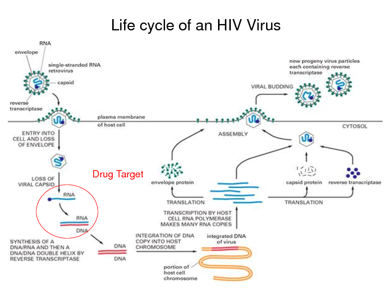 Slide: Life cycle of an HIV Virus

Drug Target

71


