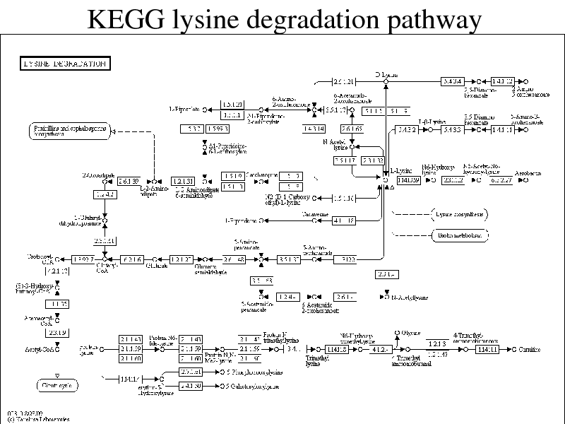 Slide: KEGG lysine degradation pathway

