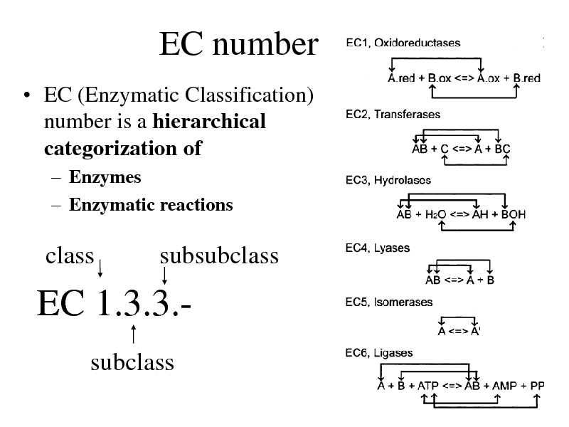 Slide: EC number
 EC (Enzymatic Classification) number is a hierarchical categorization of
 Enzymes  Enzymatic reactions

class

subsubclass

EC 1.3.3.subclass

