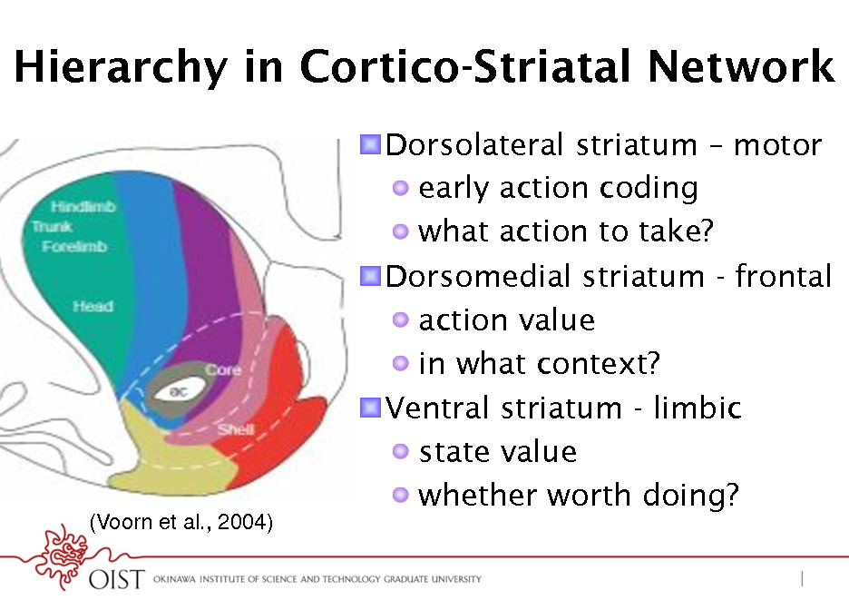 Slide: Hierarchy in Cortico-Striatal Network
! Dorsolateral striatum  motor !  early action coding !  what action to take? ! Dorsomedial striatum - frontal !  action value !  in what context? ! Ventral striatum - limbic !  state value !  whether worth doing?

(Voorn et al., 2004)!


