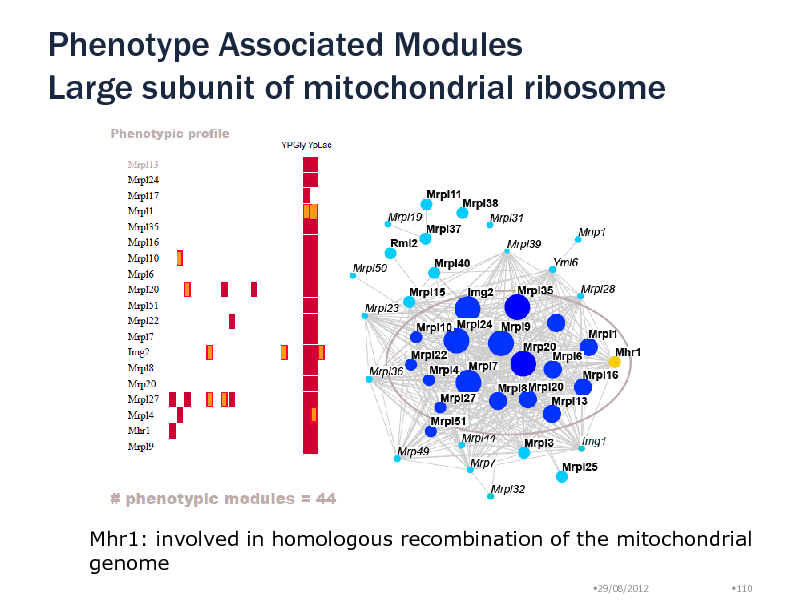 Slide: Phenotype Associated Modules Large subunit of mitochondrial ribosome

Mhr1: involved in homologous recombination of the mitochondrial genome
29/08/2012 110

